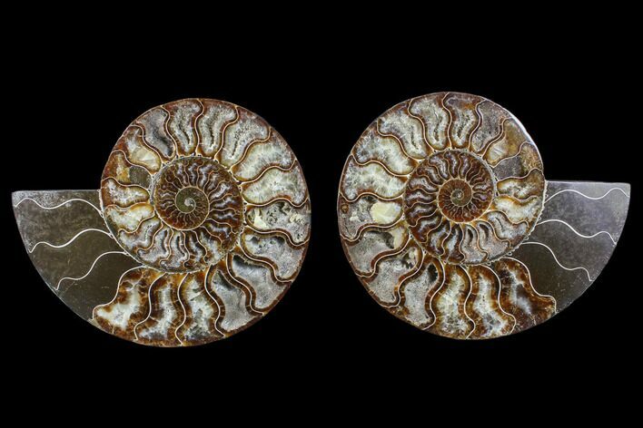 Cut & Polished Ammonite Fossil - Crystal Chambers #88167